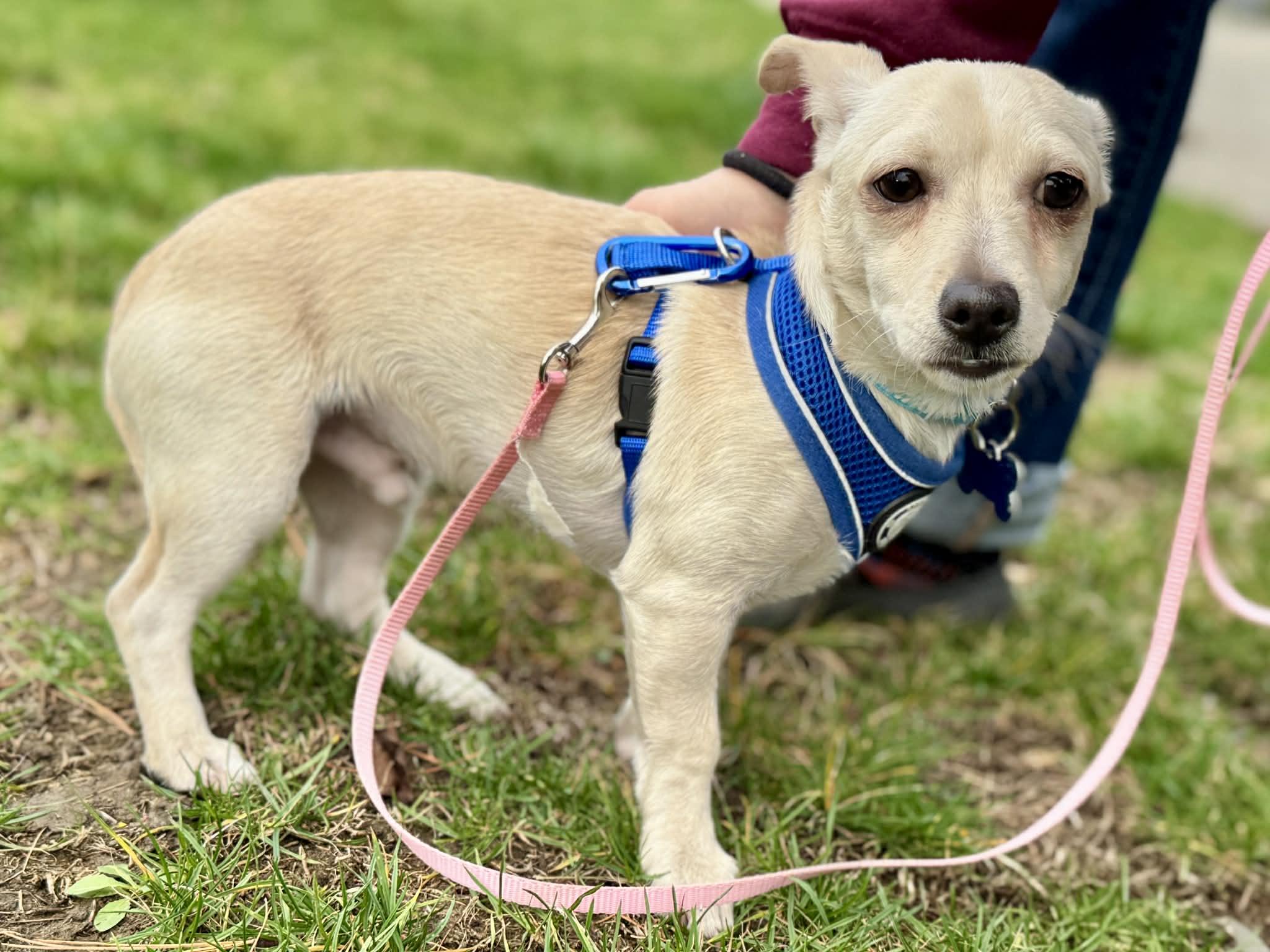 Enlarge Tofu, a Adoptable mixed breed in Covington, WA image 3/6