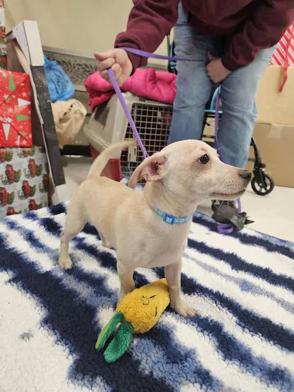 Enlarge Tofu, a Adoptable mixed breed in Covington, WA image 5/6