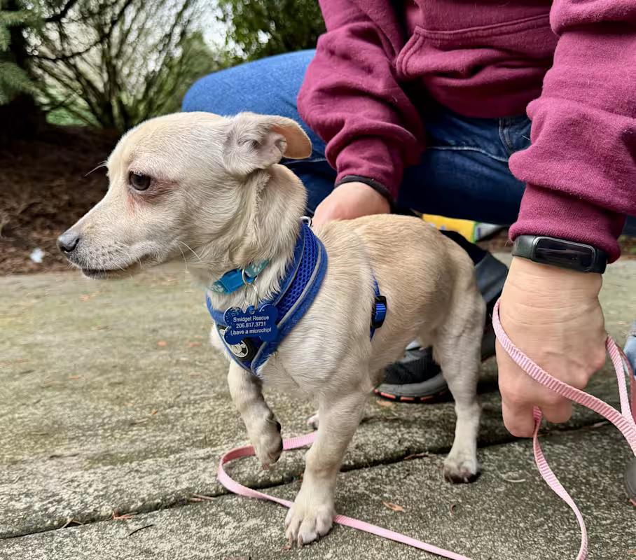Enlarge Tofu, a Adoptable mixed breed in Covington, WA image 4/6