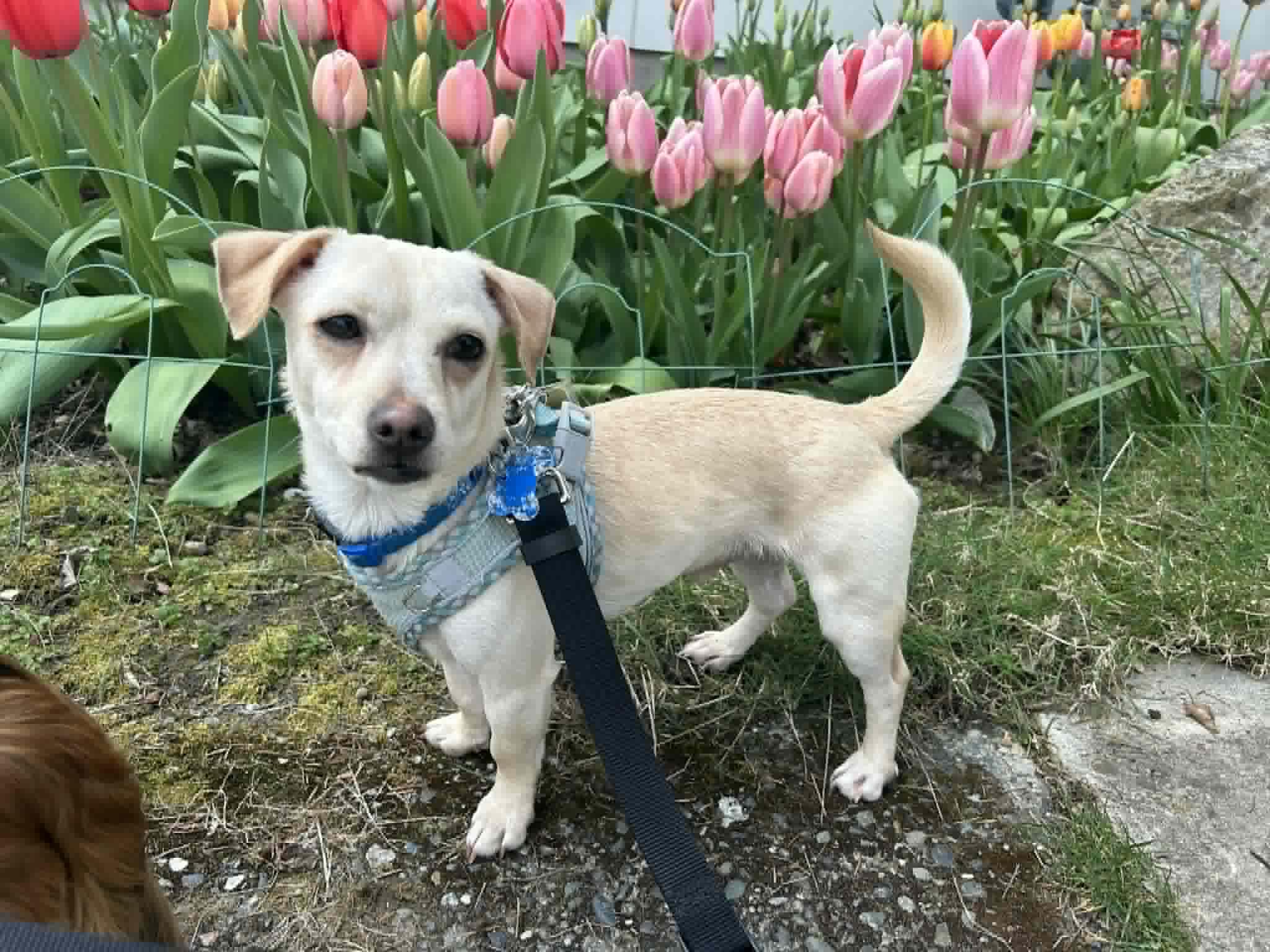 Enlarge Tofu, an adopted mixed breed in Covington, WA image 2/6