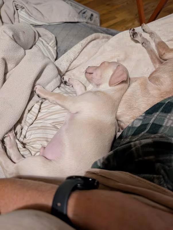 Enlarge Tofu, a Adoptable mixed breed in Covington, WA image 6/6