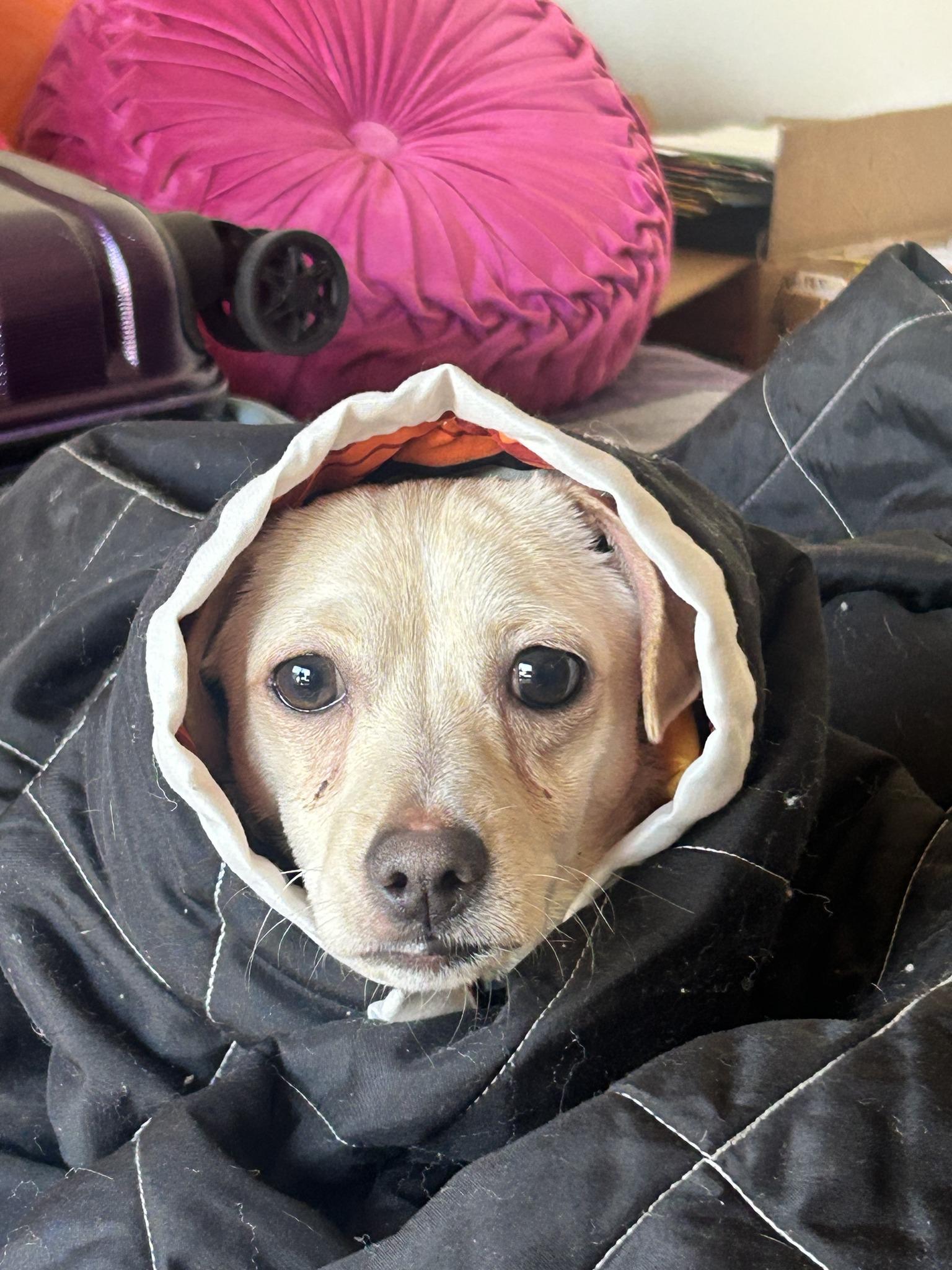 Tofu, Adoptable, Young Male Chihuahua.