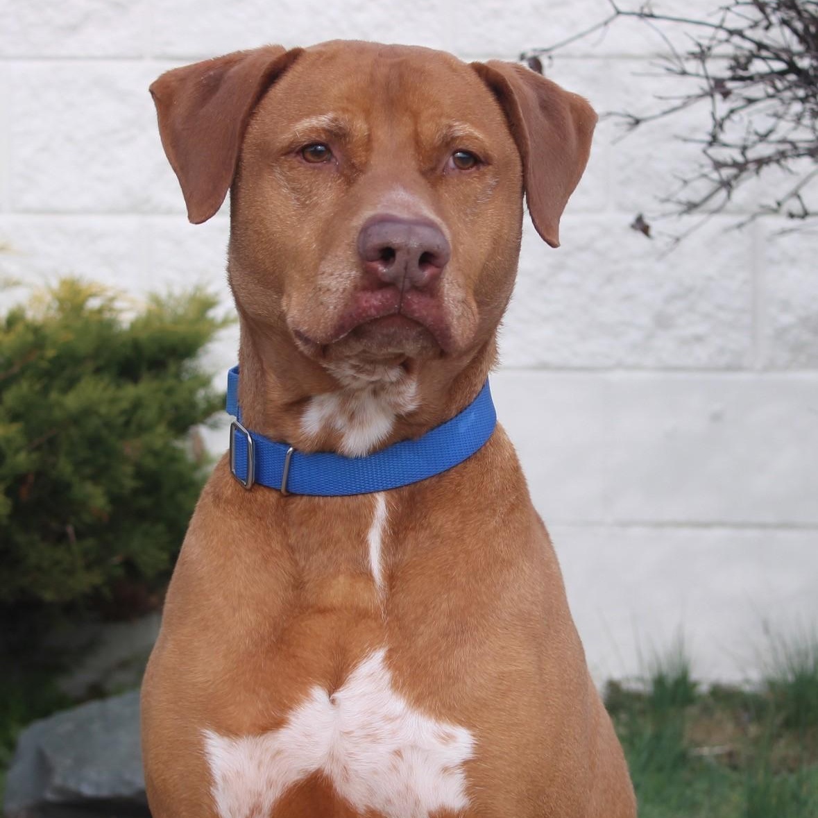 Bodhi, ADOPTABLE, Adult Male Vizsla & Mixed Breed.