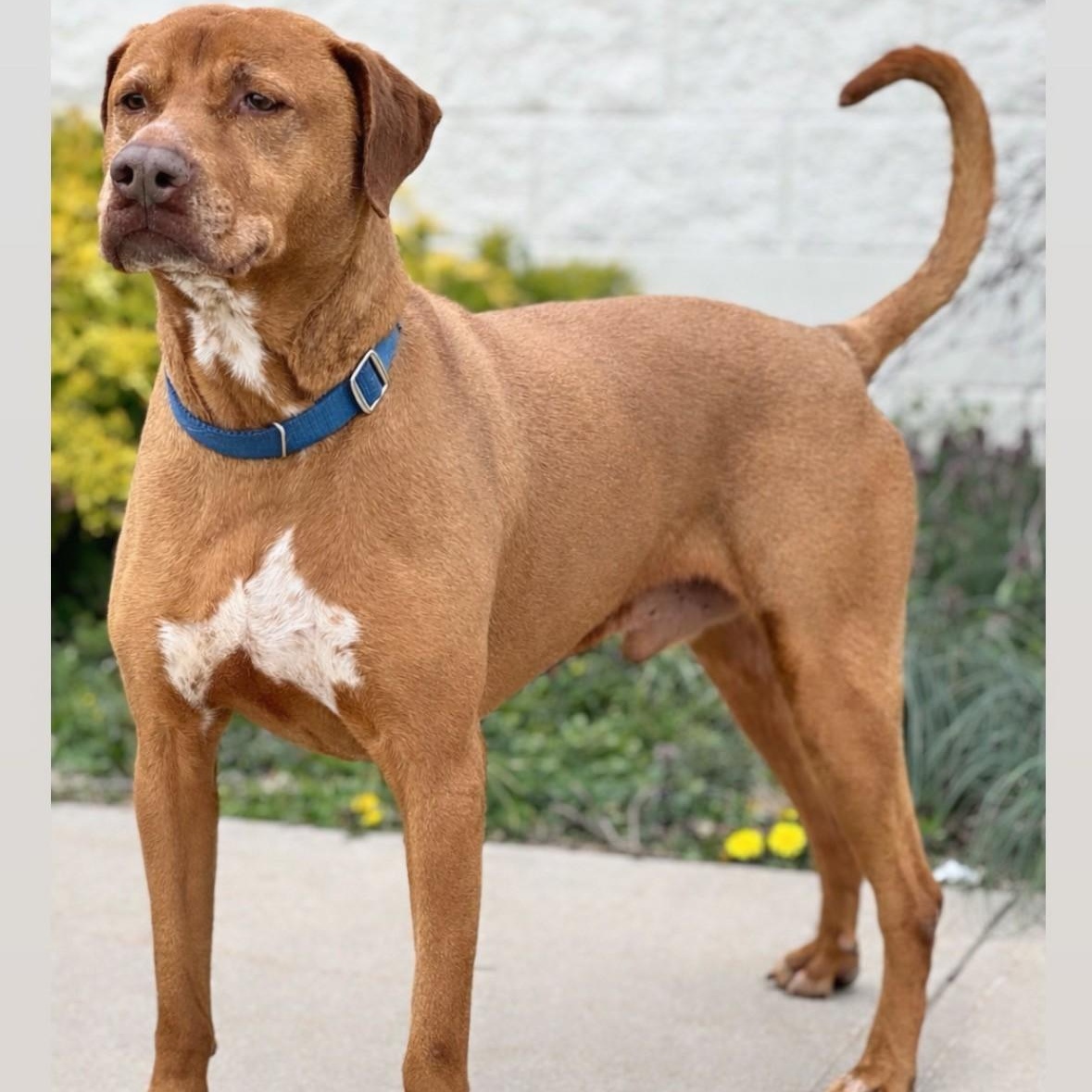Bodhi, ADOPTABLE, Adult Male Vizsla & Mixed Breed.
