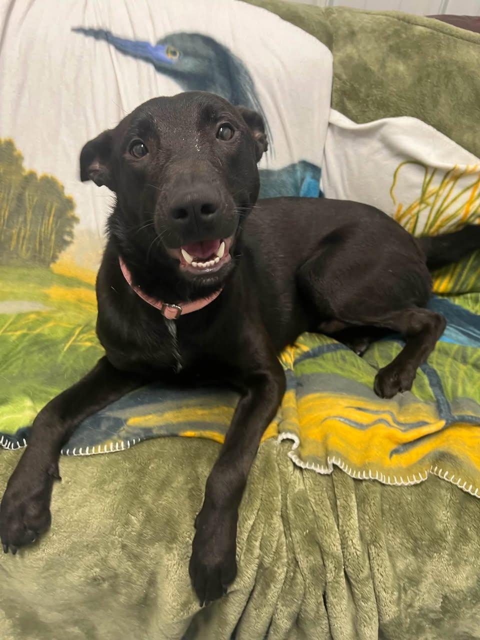 Enlarge Paulie, a Adopted Mixed Breed in Davenport, IA image 1/2