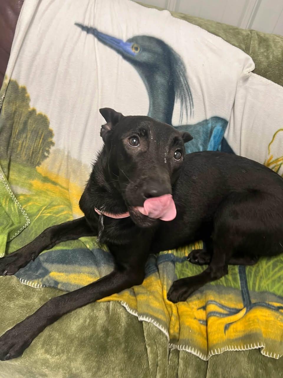 Enlarge Paulie, a Adopted Mixed Breed in Davenport, IA image 2/2