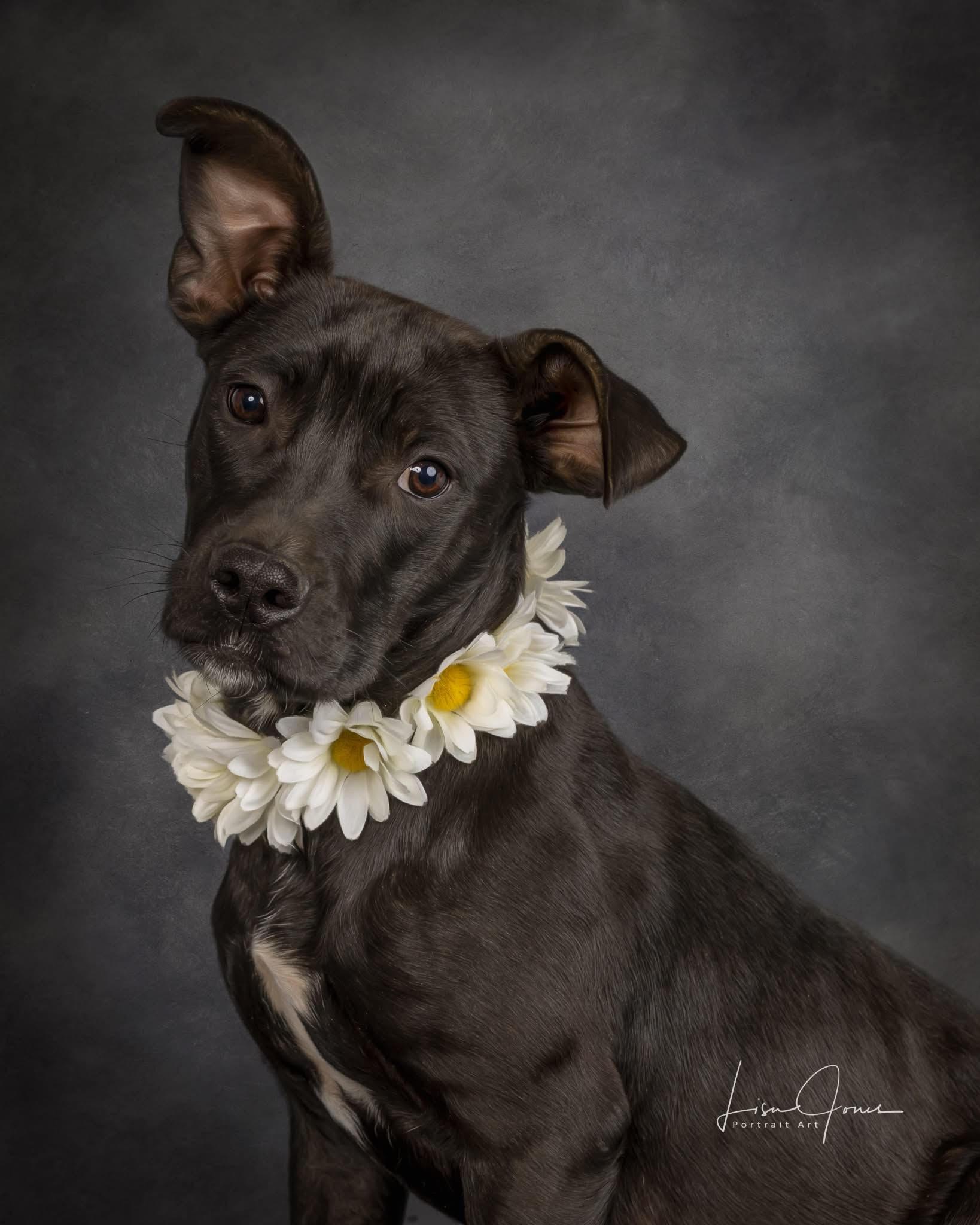 Enlarge Lily, a Adoptable mixed breed in Cullman, AL image 1/4