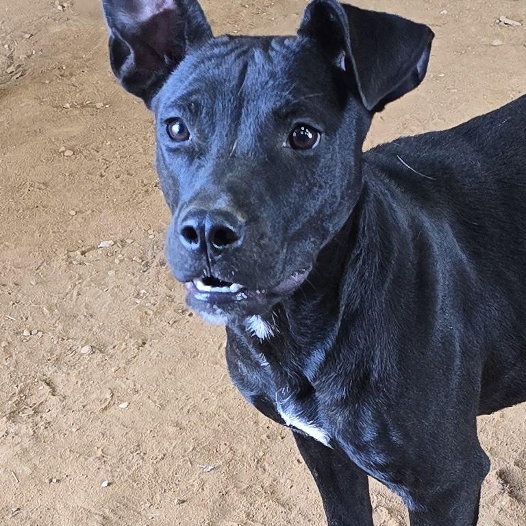 Enlarge Lily, a Adoptable mixed breed in Cullman, AL image 1/3