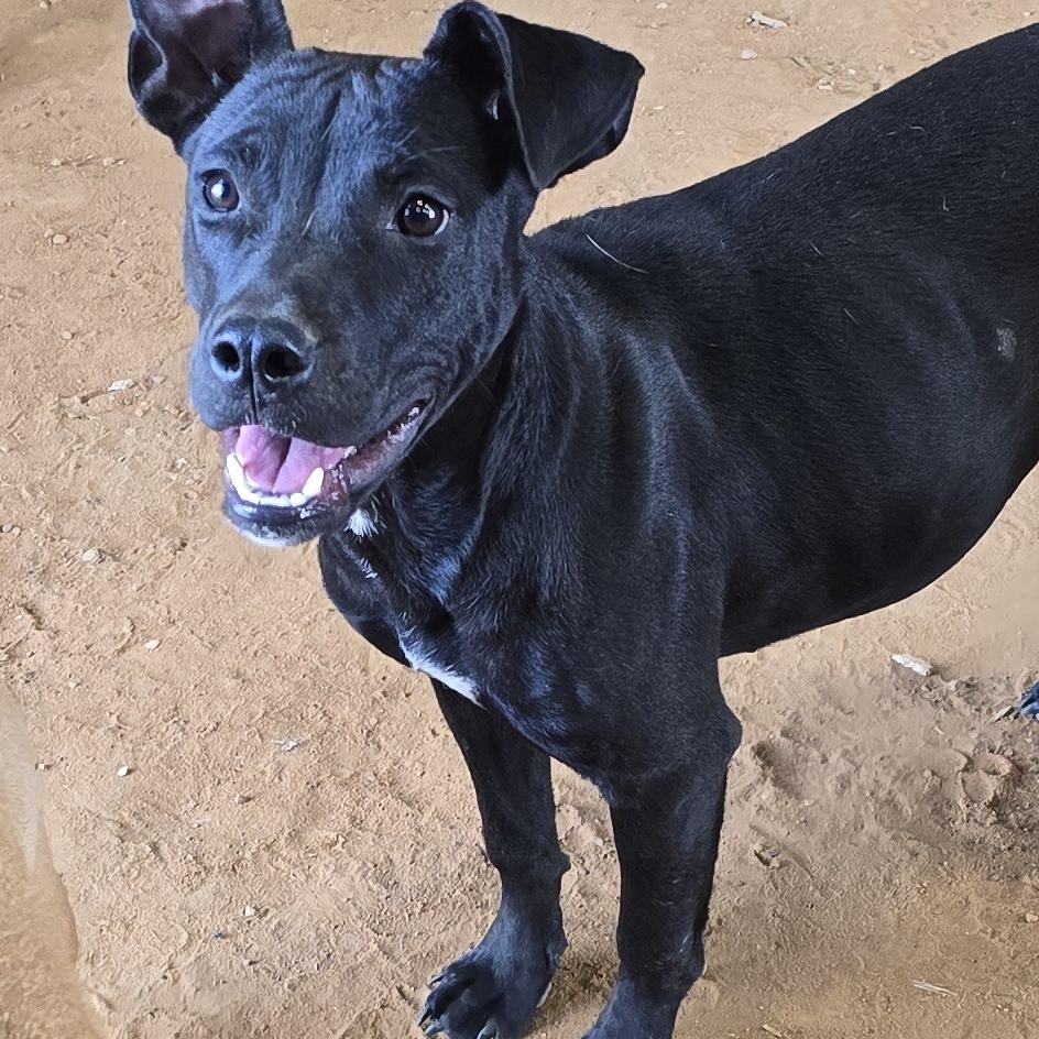 Enlarge Lily, a Adoptable mixed breed in Cullman, AL image 2/3