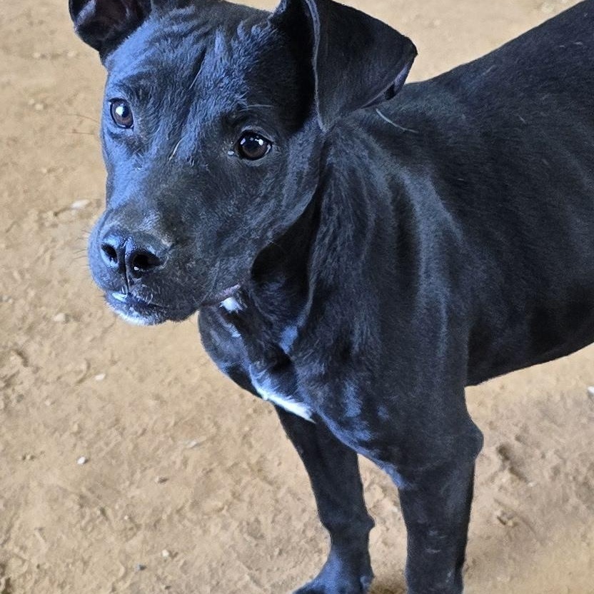 Enlarge Lily, a Adoptable mixed breed in Cullman, AL image 3/3