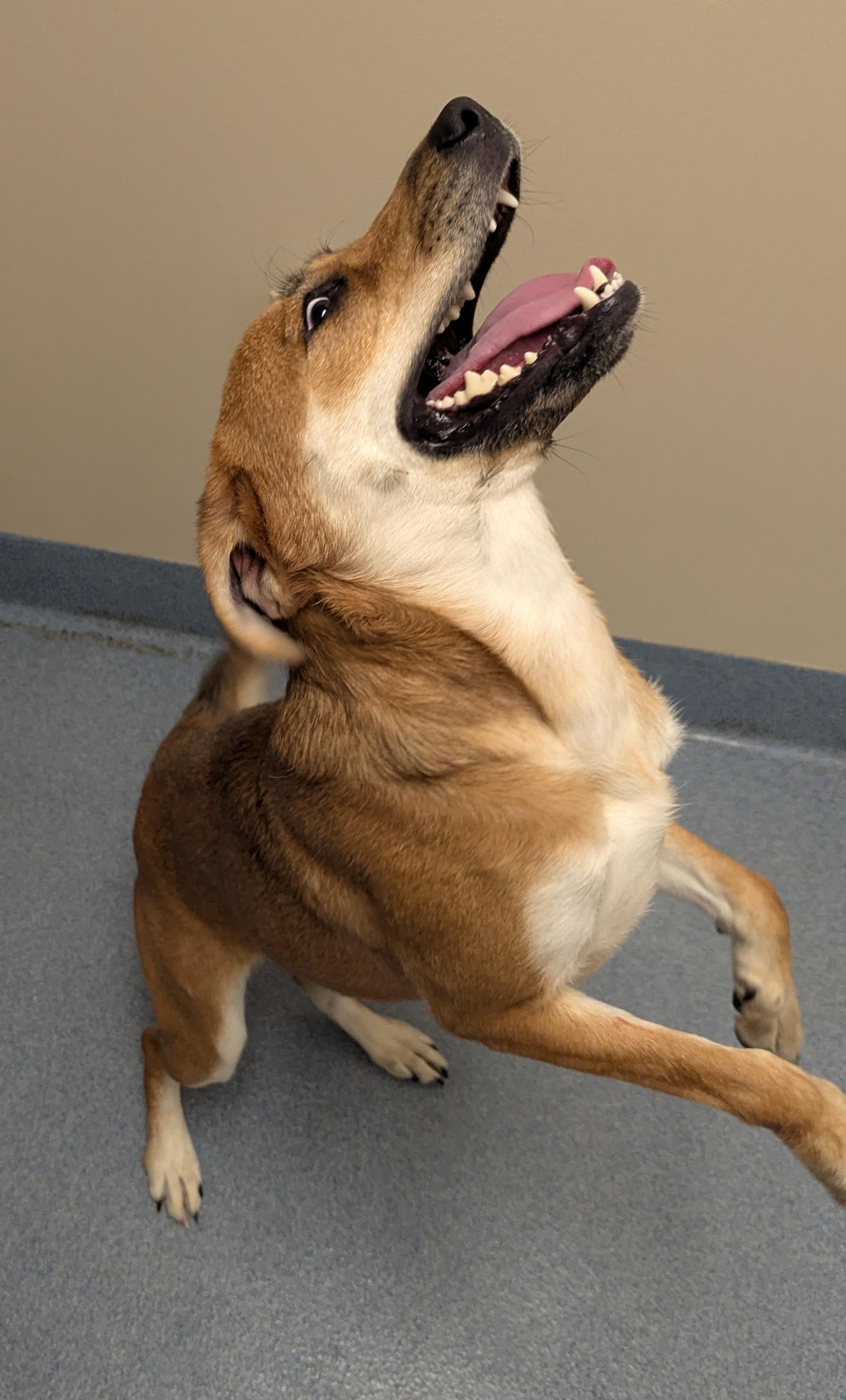 Enlarge Delilah, an adopted mixed breed in Suffolk, VA image 4/4