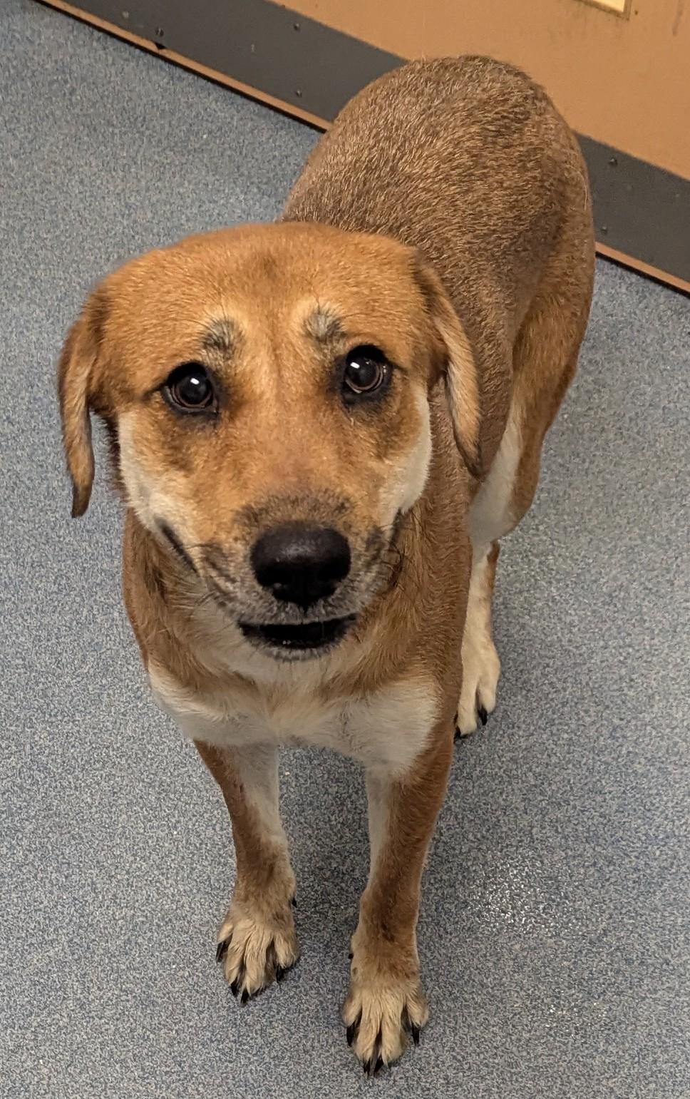 Enlarge Delilah, an adopted mixed breed in Suffolk, VA image 2/4