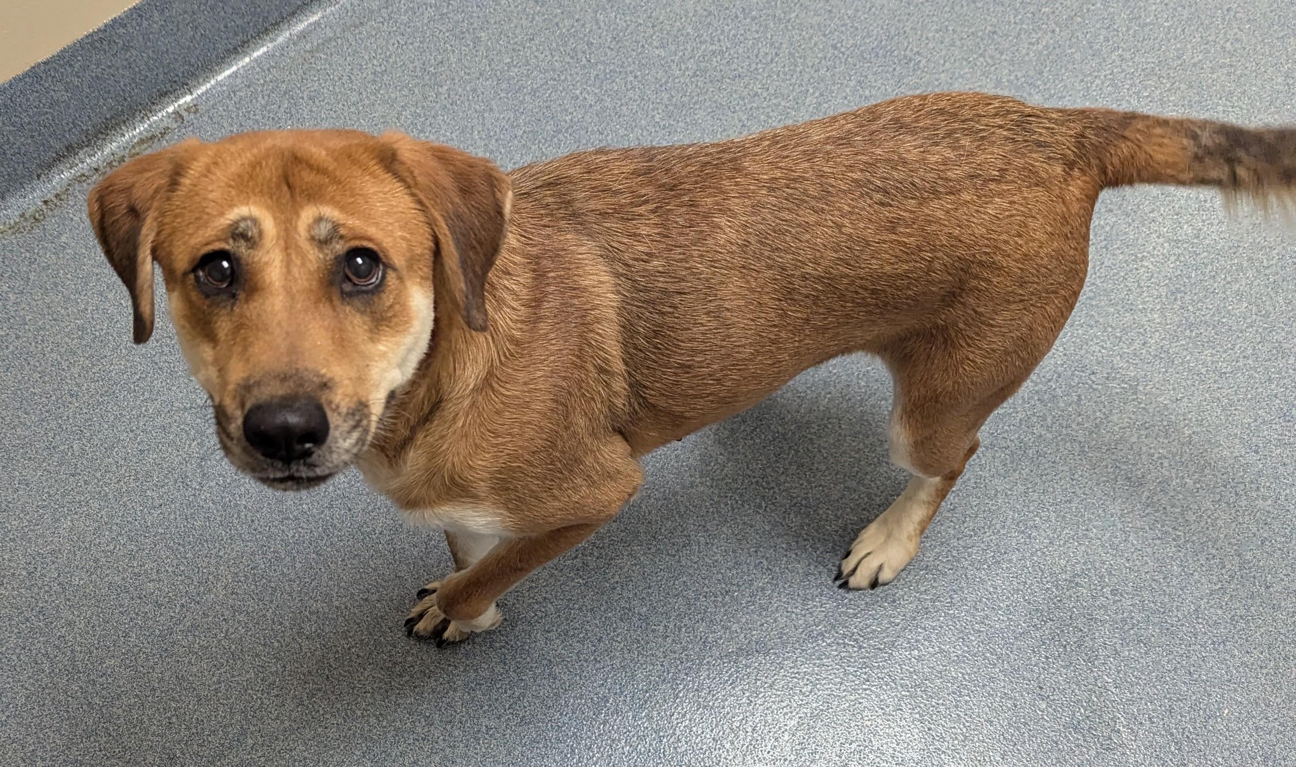 Enlarge Delilah, an adopted mixed breed in Suffolk, VA image 3/4