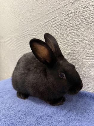 Enlarge Sunkist, a Adoptable Bunny Rabbit in Fort Worth, TX image 1/3