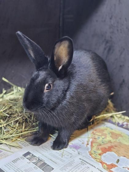 Enlarge Sunkist, a Adoptable Bunny Rabbit in Fort Worth, TX image 2/3