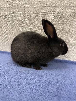 Enlarge Sunkist, a Adoptable Bunny Rabbit in Fort Worth, TX image 3/3