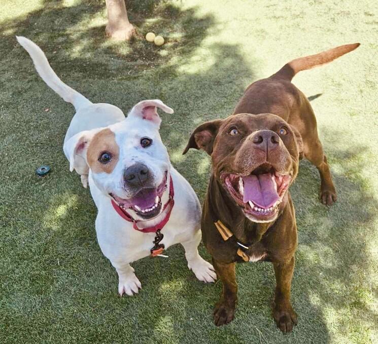 Cyrus Cuddles the Easy Breezy Love Bug — thumbnail 5