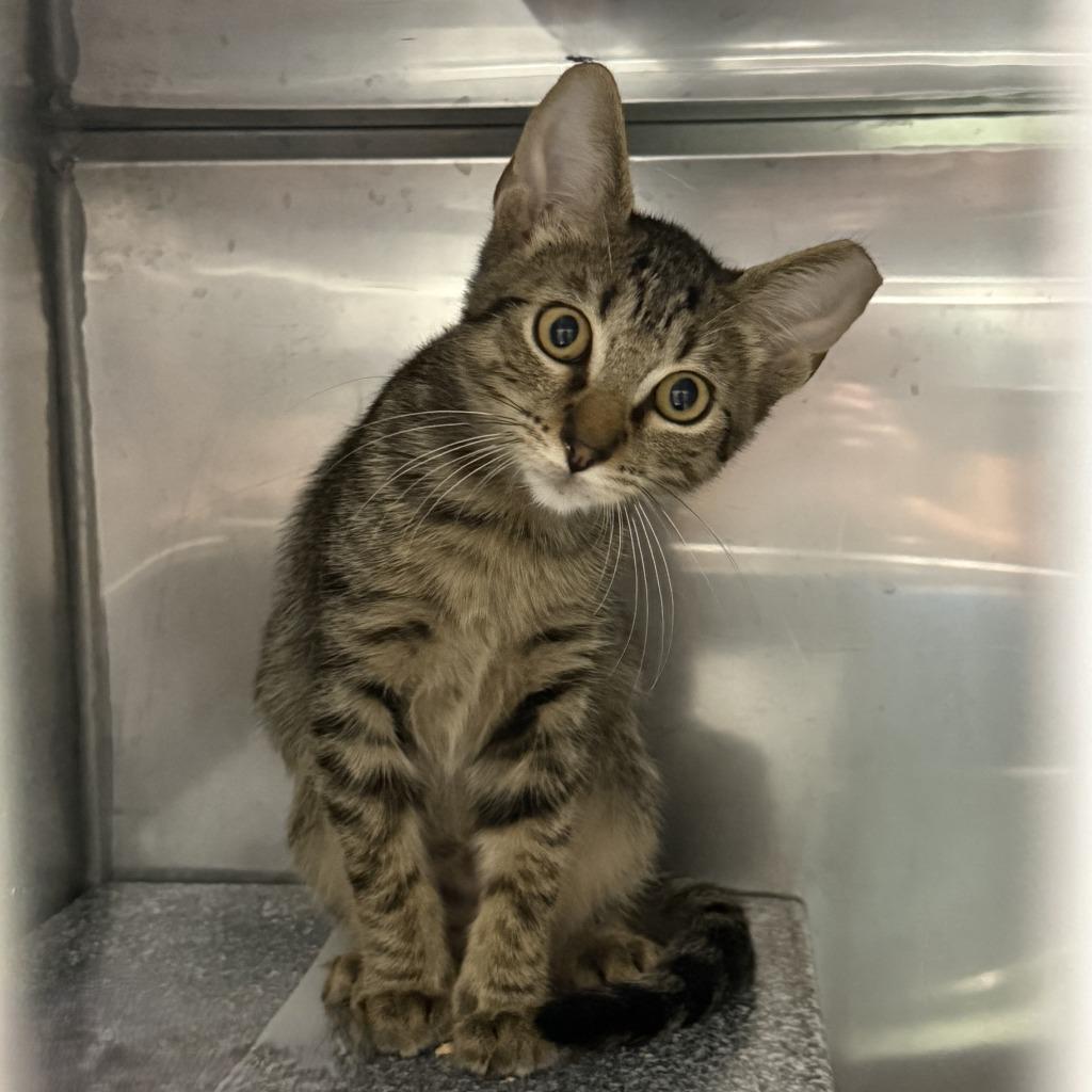 Quinn, a Adoptable mixed breed in Brenham, TX image 3/4