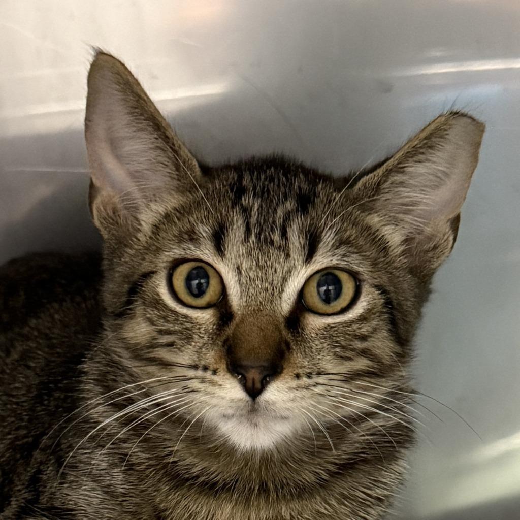 Quinn, Adoptable, Kitten Male Domestic Short Hair.