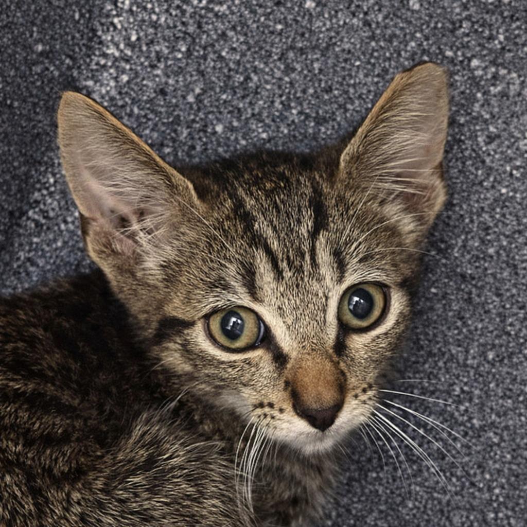 Quinn, Adoptable, Kitten Male Domestic Short Hair.