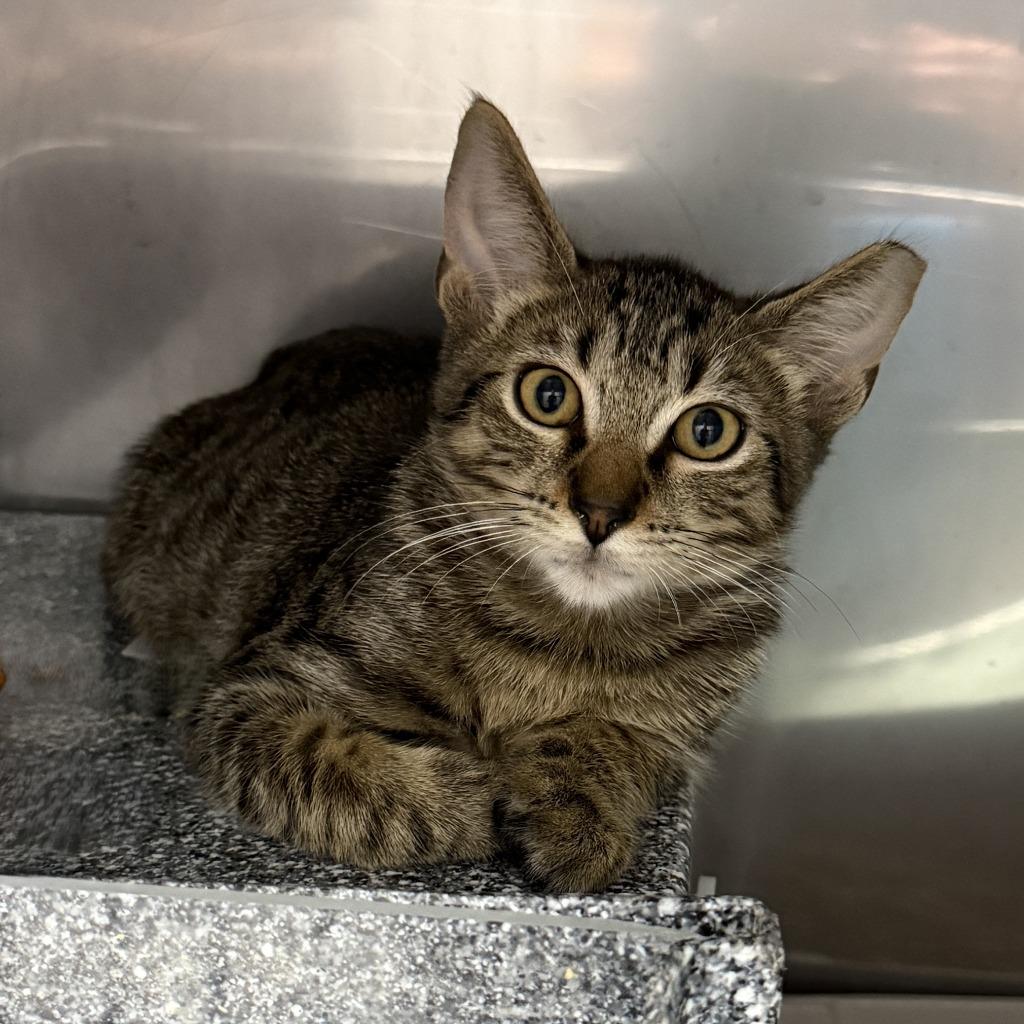 Quinn, a Adoptable mixed breed in Brenham, TX image 4/4