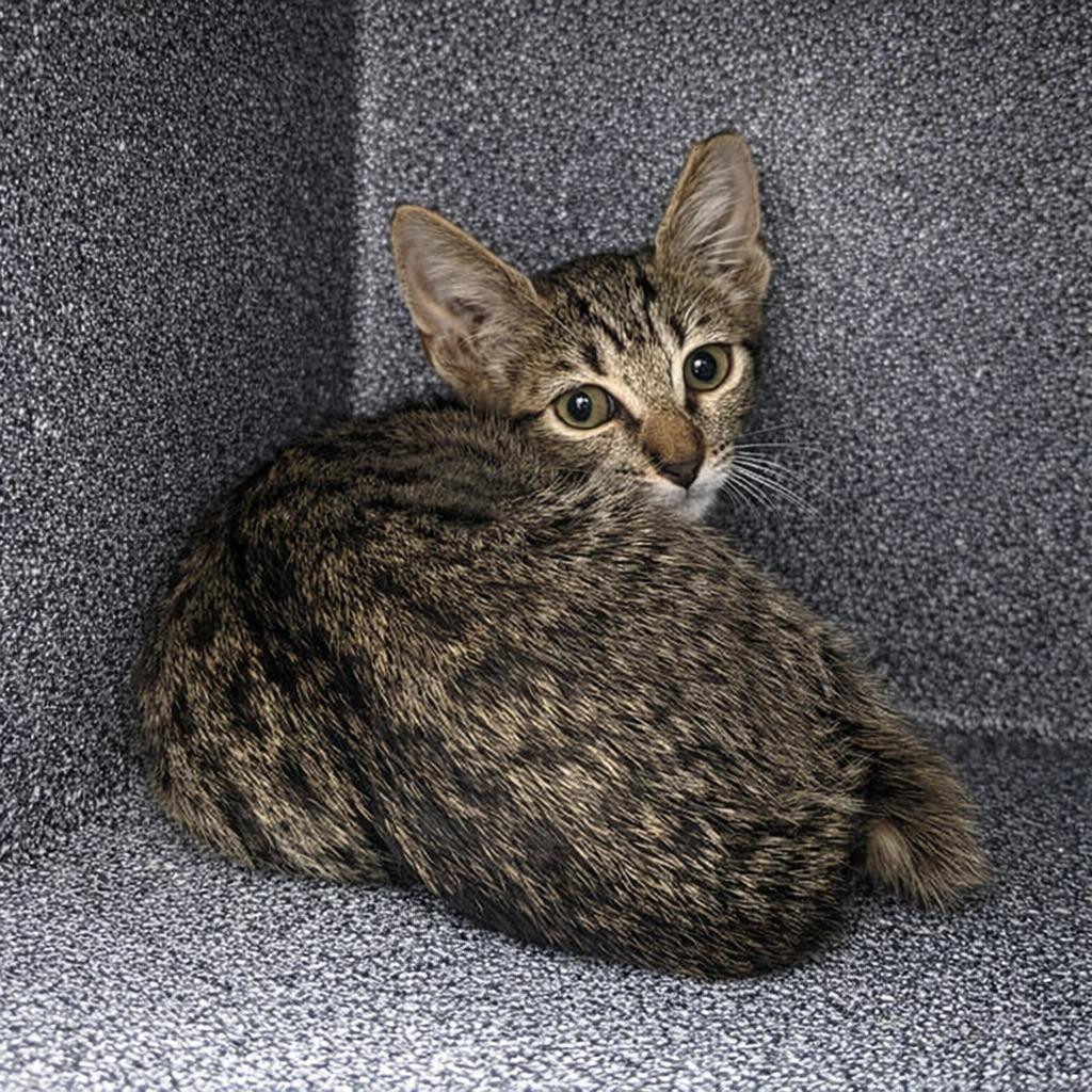 Enlarge Quinn, a Adoptable mixed breed in Brenham, TX image 2/2