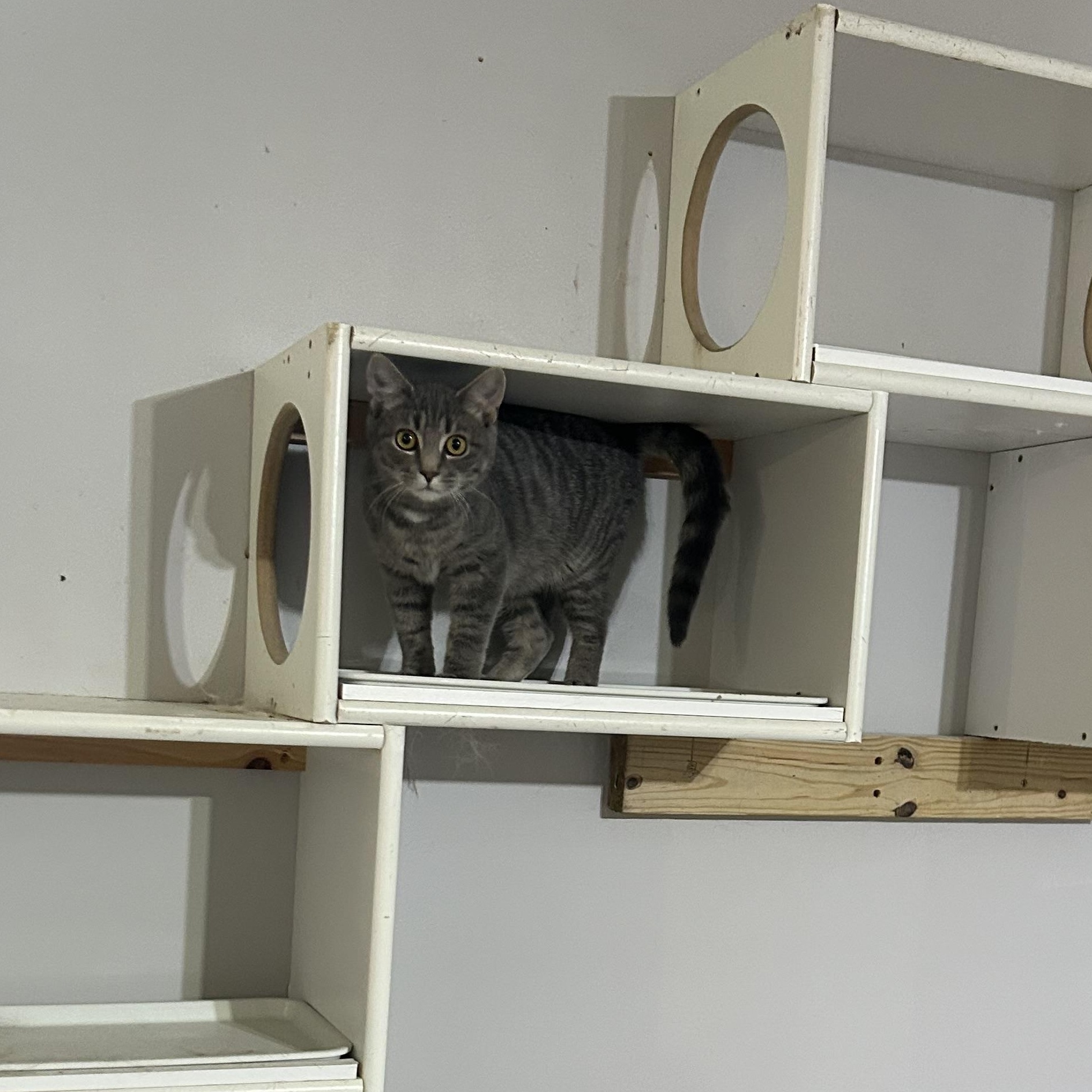 Enlarge Marcher, a ADOPTABLE Tabby in Frederick, MD image 2/2