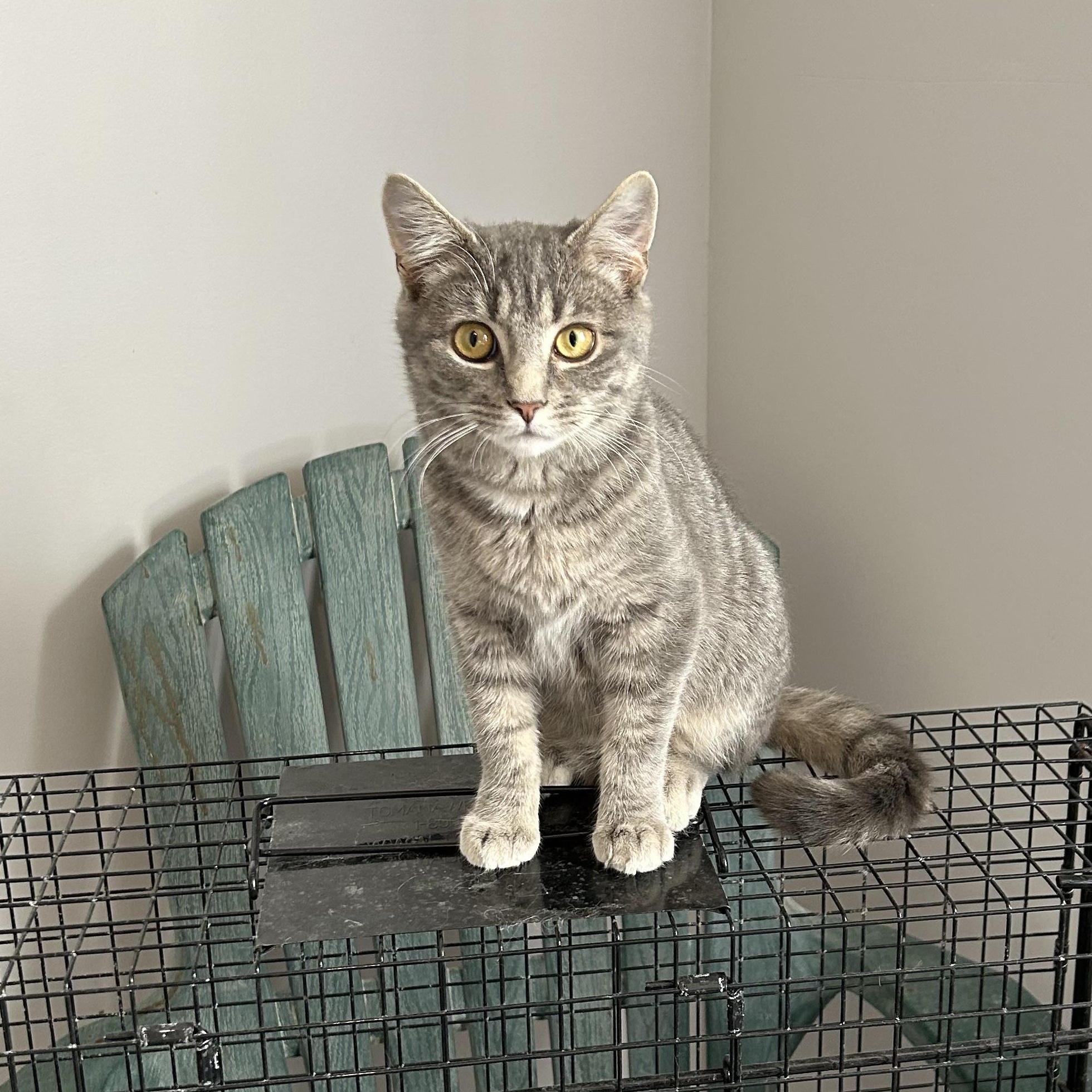 Marcher, ADOPTABLE, Young Male Tabby.