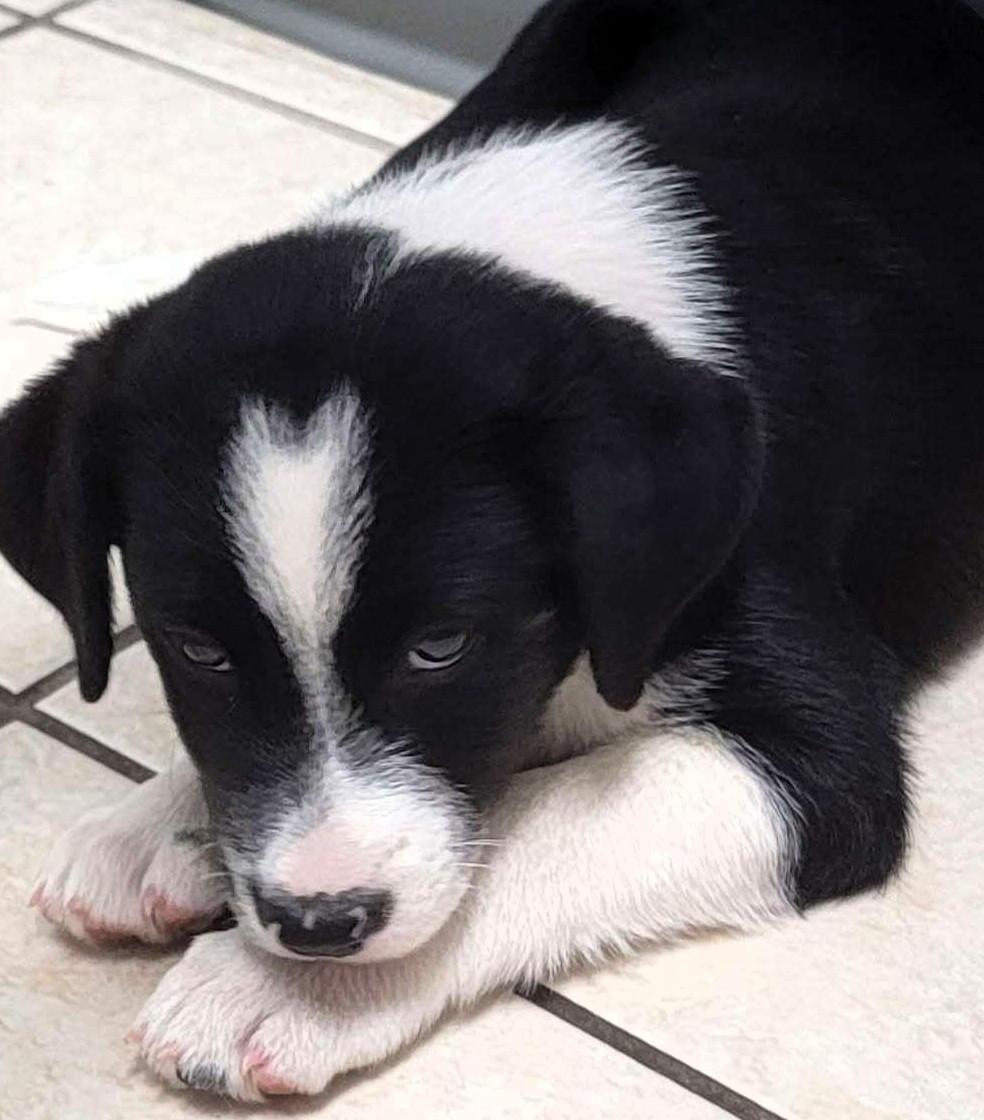 Spartacus thumbnail 4