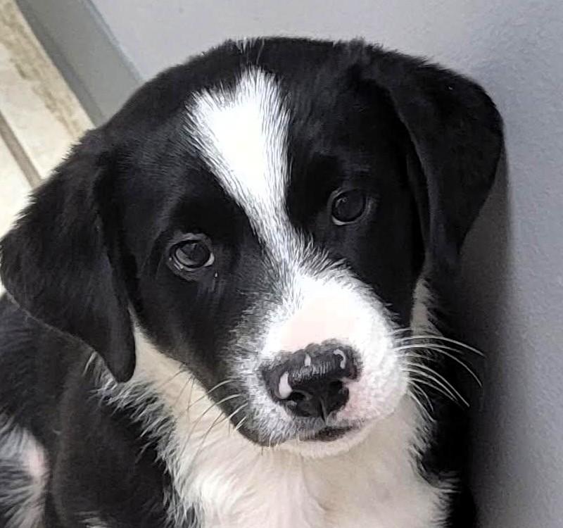 Spartacus thumbnail 5