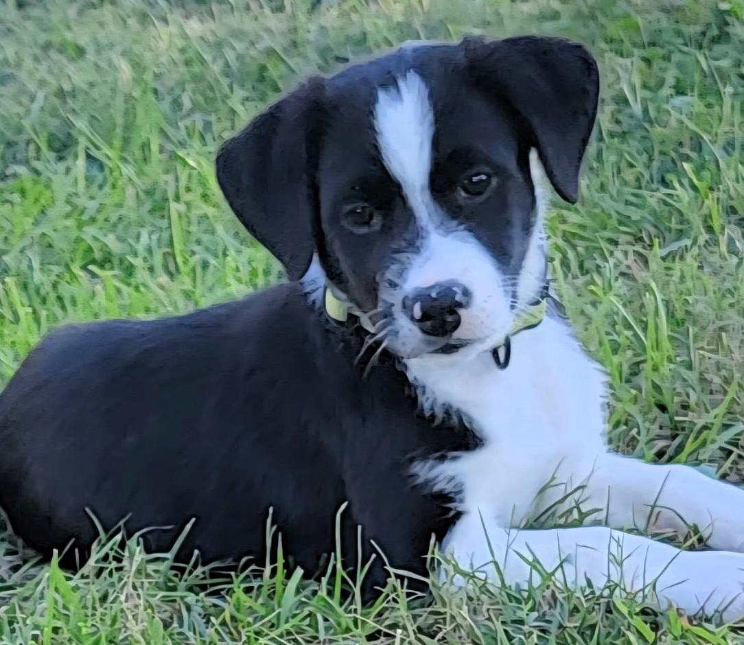 Spartacus thumbnail 2