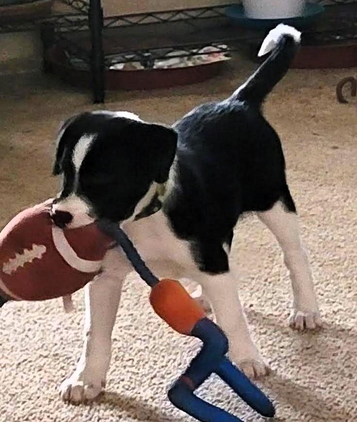 Spartacus thumbnail 3