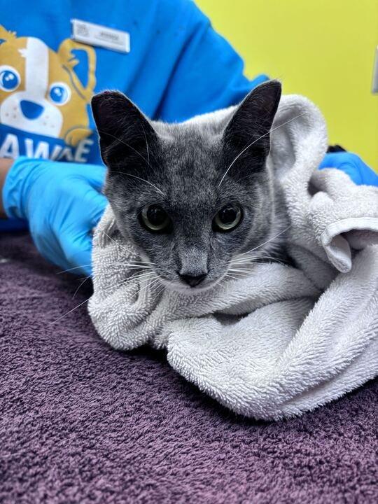 Carisi, Adoptable, Young Male Domestic Short Hair.