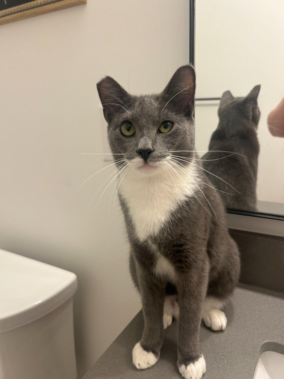 Carisi, Adoptable, Young Male Domestic Short Hair.