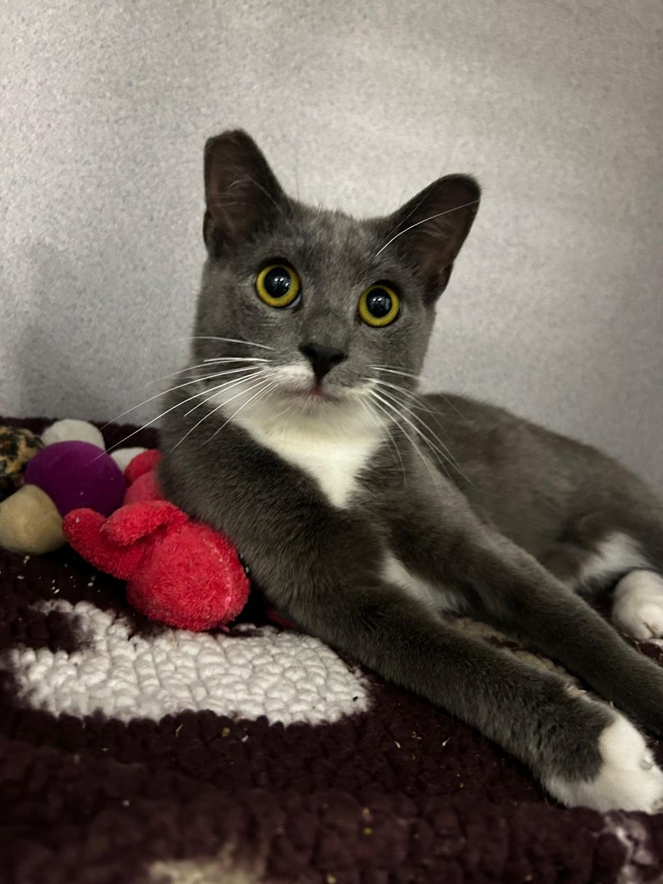 Carisi, a Adoptable Domestic Short Hair in Raleigh, NC image 2/2
