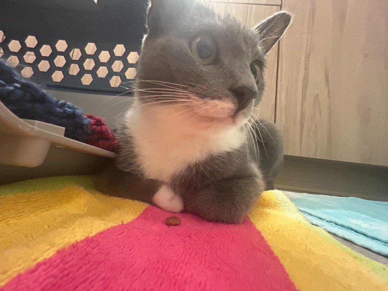 Enlarge Carisi, a Adoptable Domestic Short Hair in Raleigh, NC image 5/5