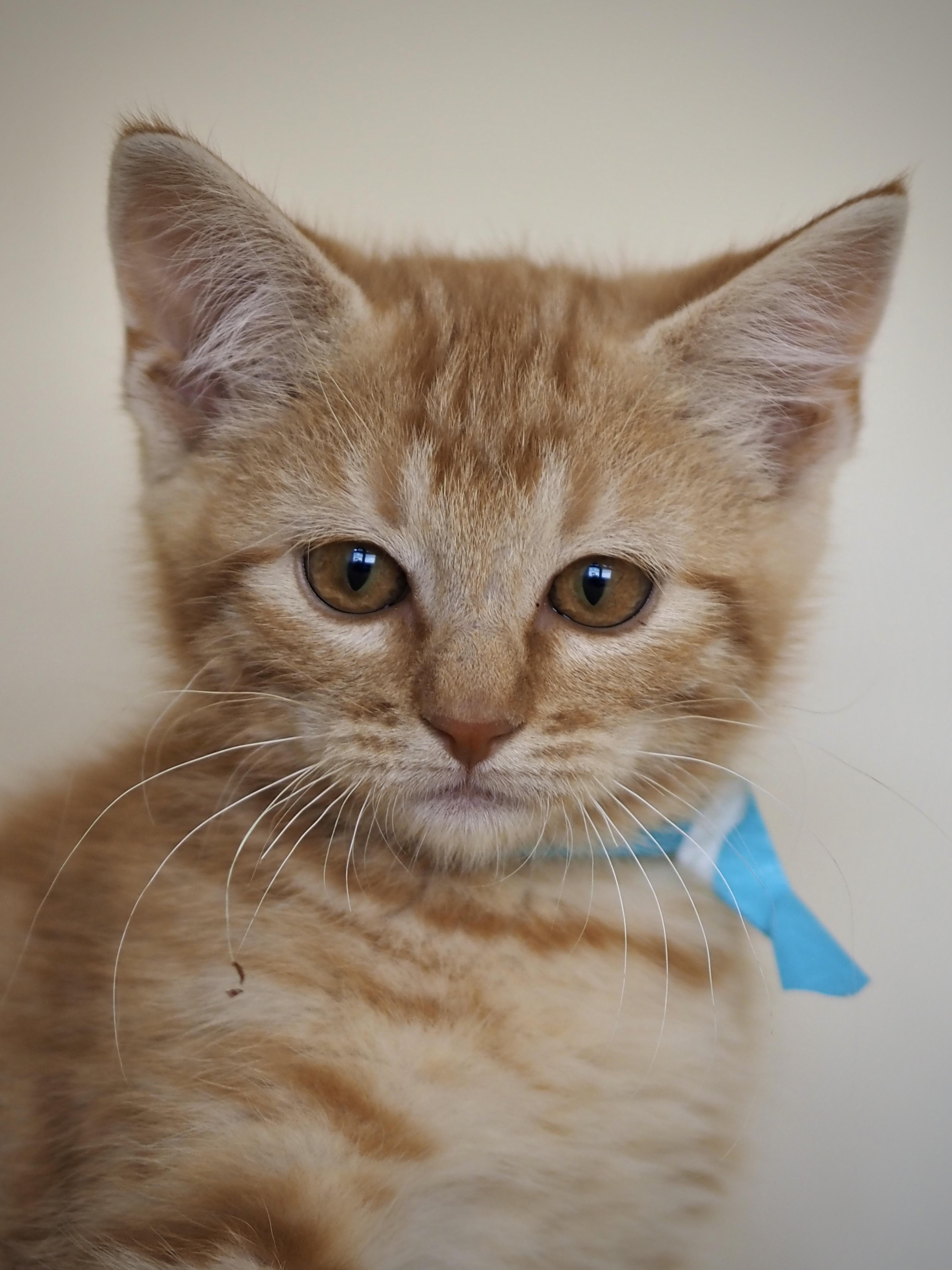 Tom Foolery, ADOPTABLE, Young Male Domestic Short Hair.