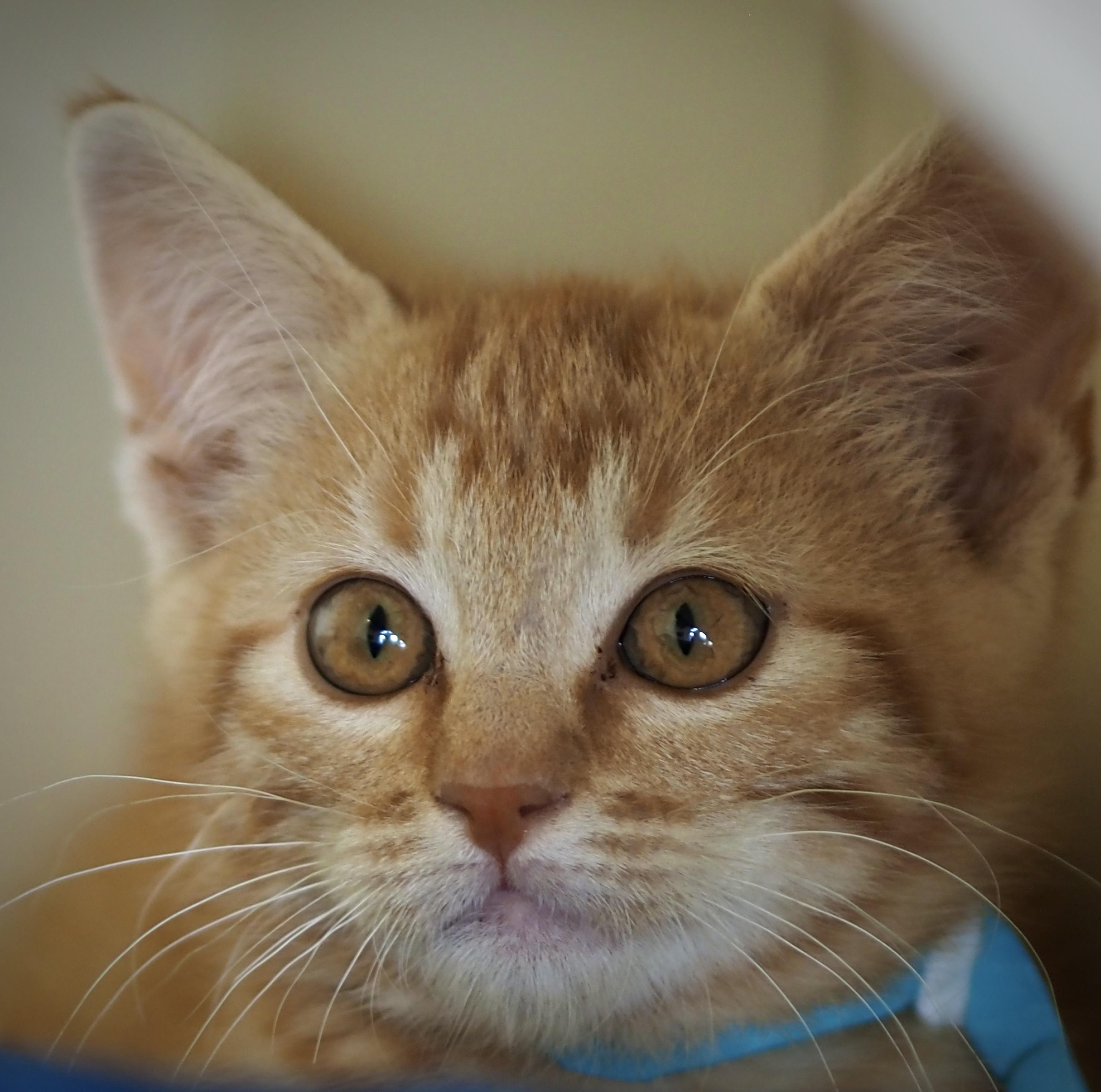 Enlarge Tom Foolery, a ADOPTABLE Domestic Short Hair in Buena Vista, CO image 3/3