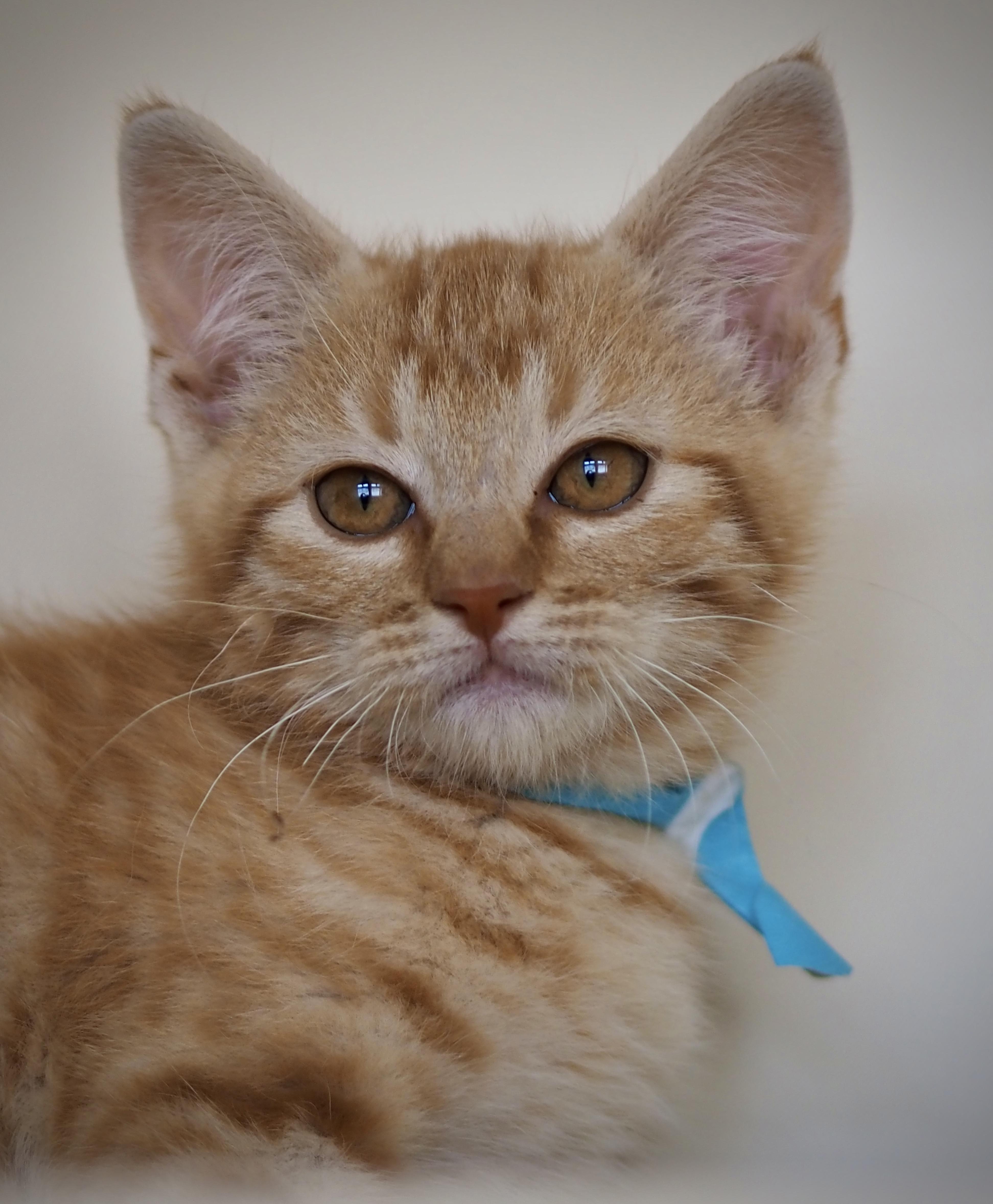 Enlarge Tom Foolery, a ADOPTABLE Domestic Short Hair in Buena Vista, CO image 2/3
