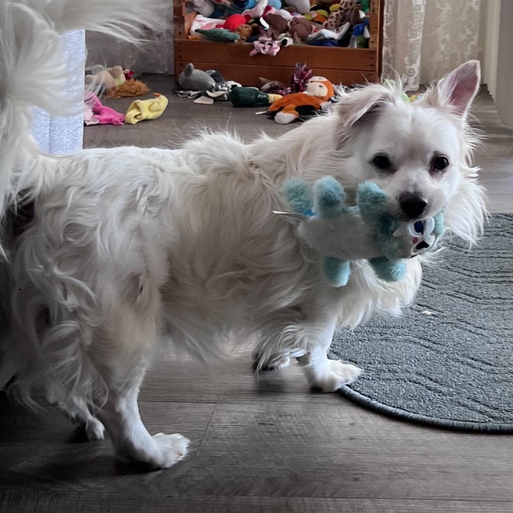 Enlarge Snowball, a Adoptable mixed breed in Tempe, AZ image 1/3
