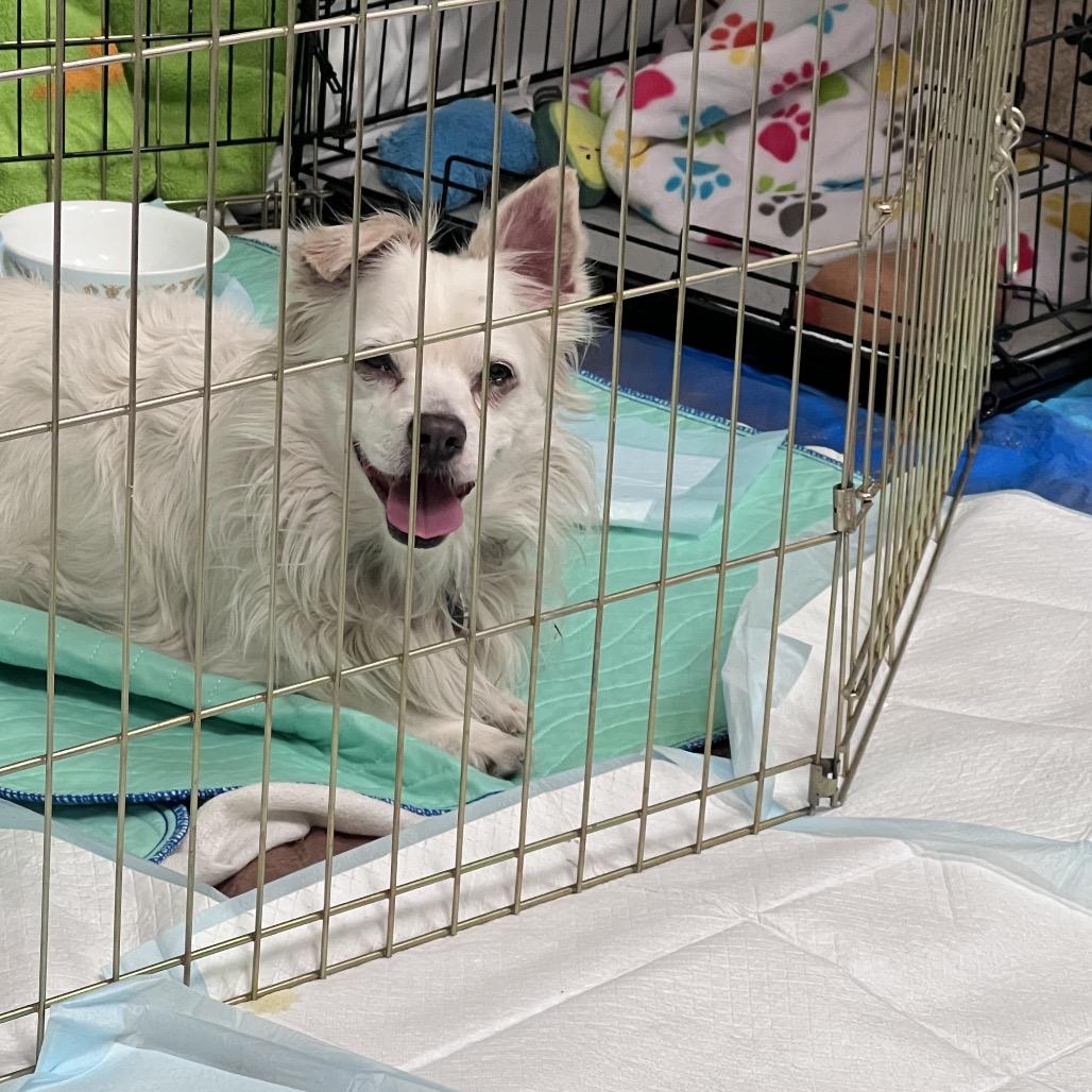 Enlarge Snowball, a Adoptable mixed breed in Tempe, AZ image 2/3