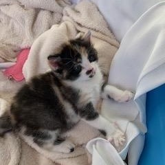 Hazel, a Adoptable Domestic Short Hair in Ottawa, ON image 2/5