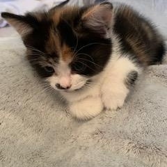 Hazel, a Adoptable Domestic Short Hair in Ottawa, ON image 5/5