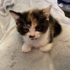 Hazel, Adoptable, Kitten Female Domestic Short Hair.