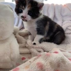 Hazel, a Adoptable Domestic Short Hair in Ottawa, ON image 3/5