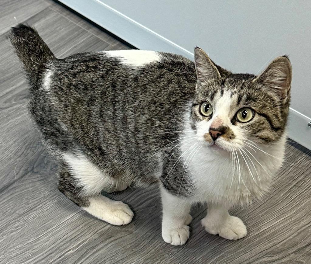 Enlarge Persephone, a Adoptable mixed breed in Waynesville, MO image 1/1