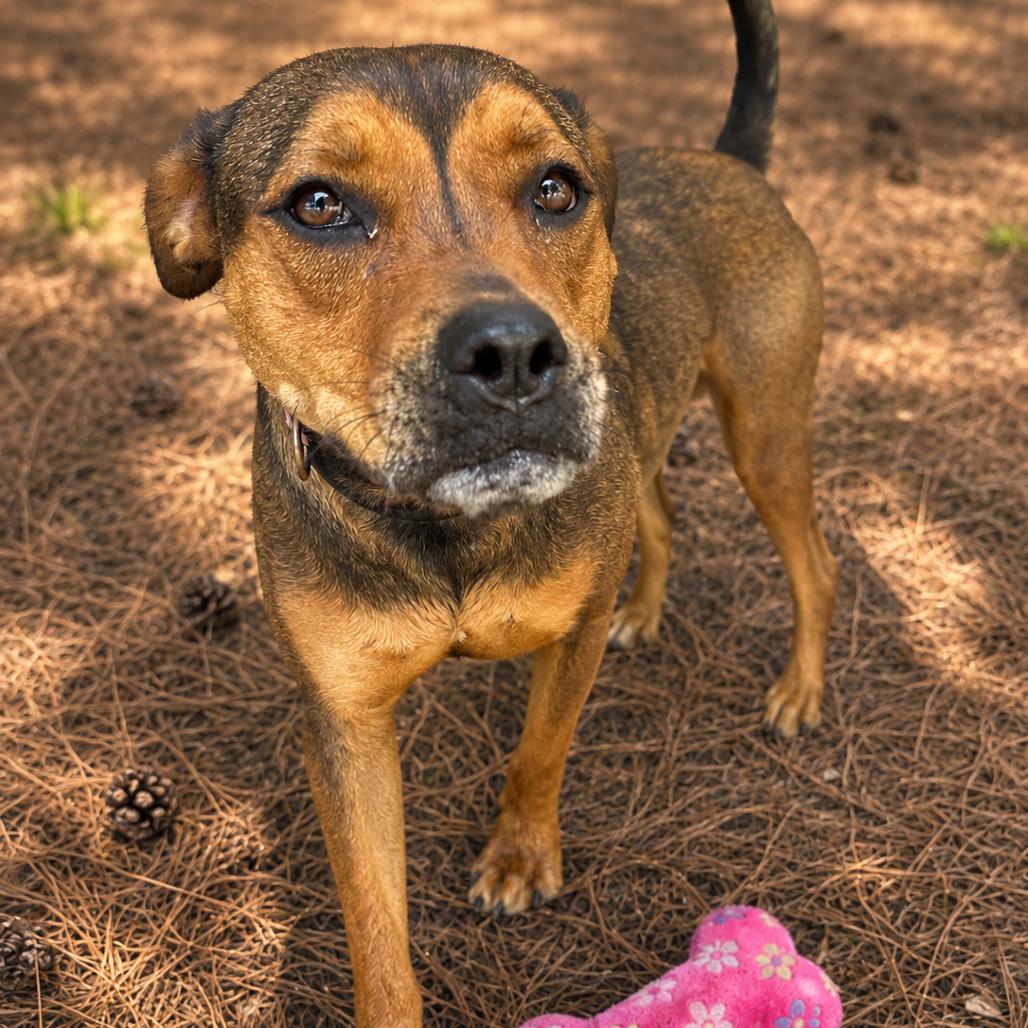 Enlarge Figgy, a Adoptable Mixed Breed in Newborn, GA image 1/6