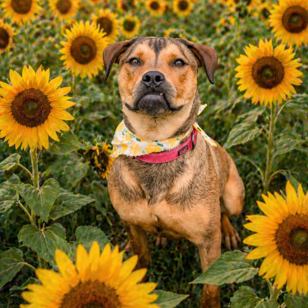 Enlarge Figgy, a Adoptable Mixed Breed in Newborn, GA image 2/6