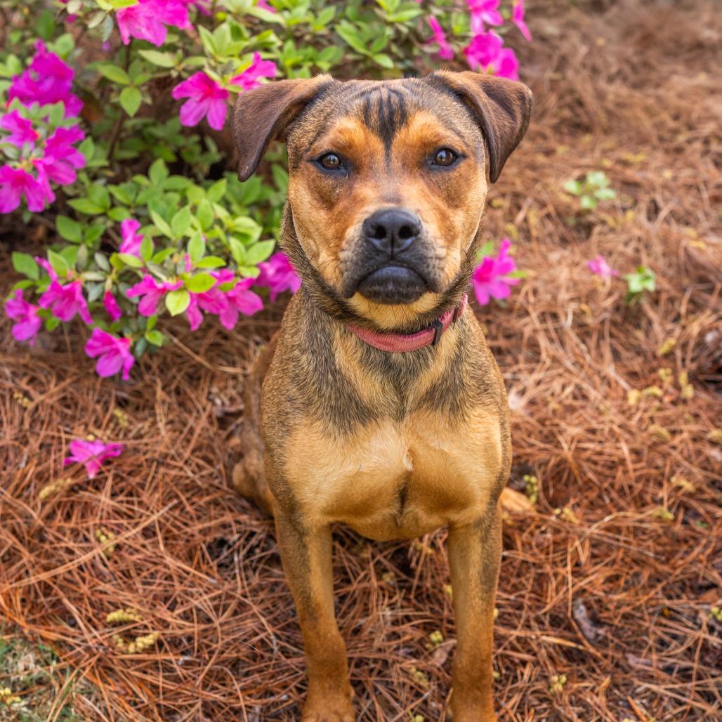 Enlarge Figgy, a Adoptable Mixed Breed in Newborn, GA image 4/6