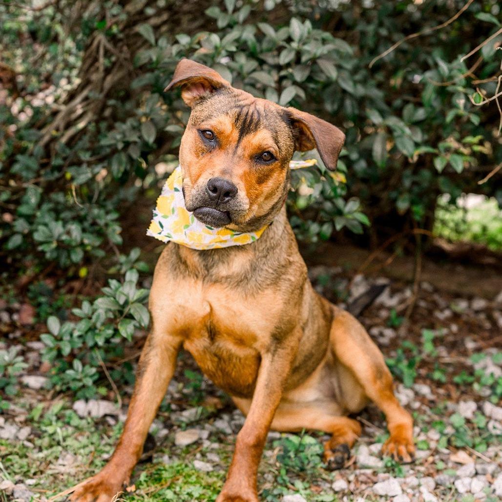 Enlarge Figgy, a Adoptable Mixed Breed in Newborn, GA image 6/6